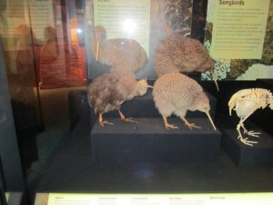 Kiwis en el museo de Nueva Zelanda en Wellington