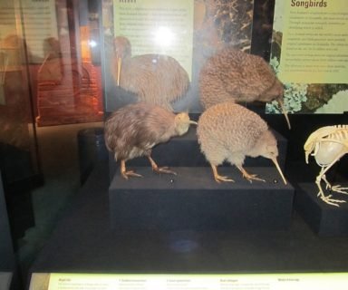 Kiwis en el museo de Nueva Zelanda en Wellington