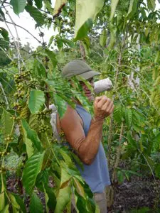 Cafetal en Cuba