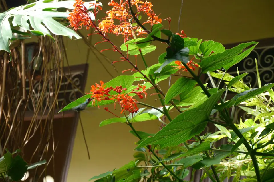 Colibrí Cubano